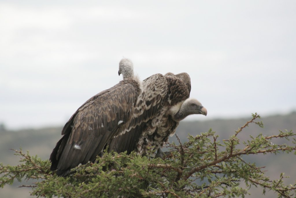 04-The vultures are waiting.jpg - The vultures are waiting